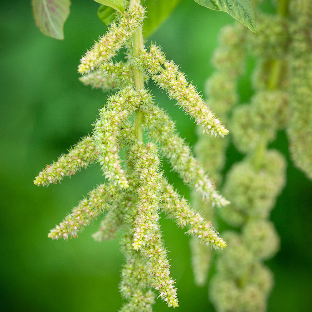 Sarah Raven Seeds Amaranthus Viridis Samen 200 Samen hellgrün