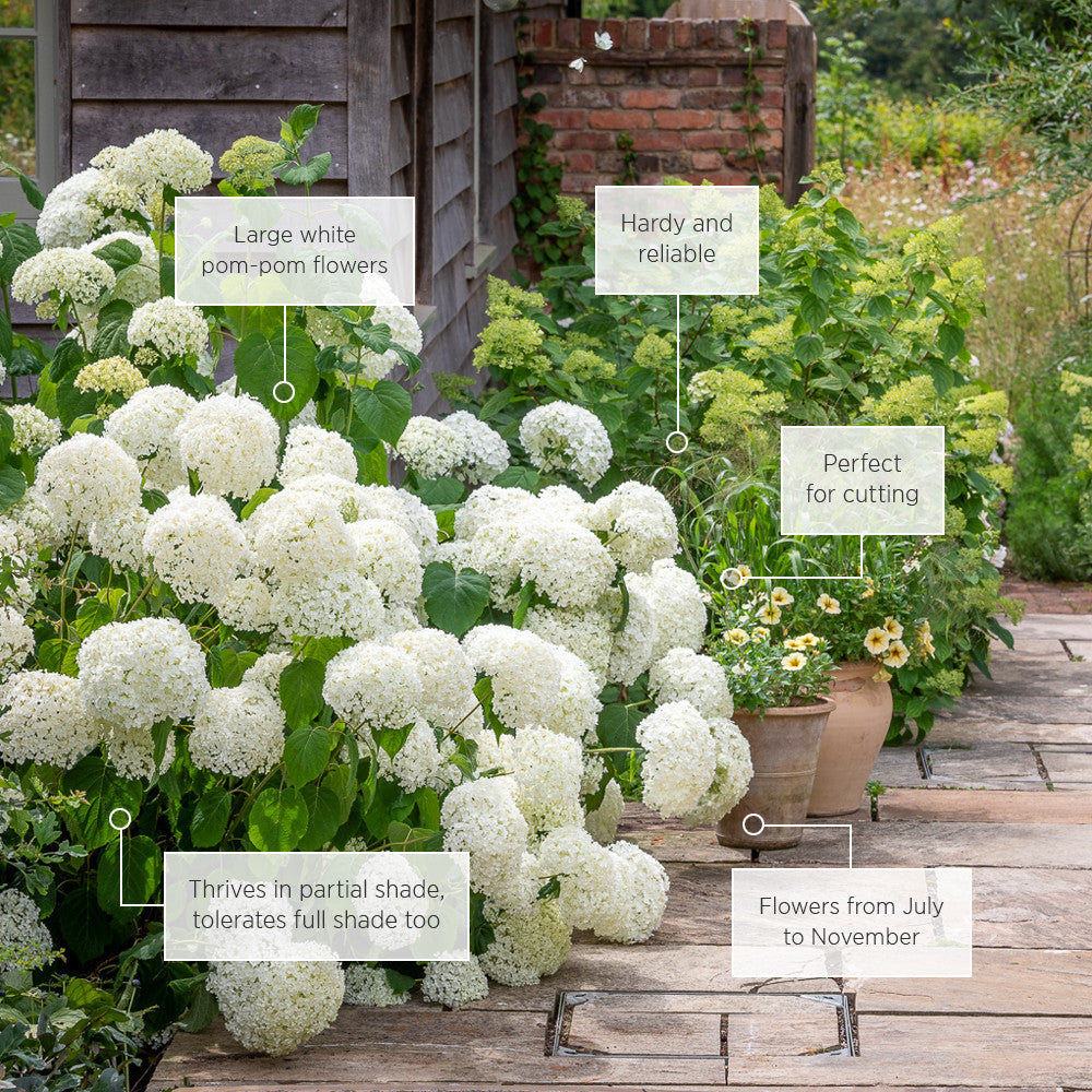 Sarah Raven Hydrangea Incrediball Hortensie 3L Topf weiß