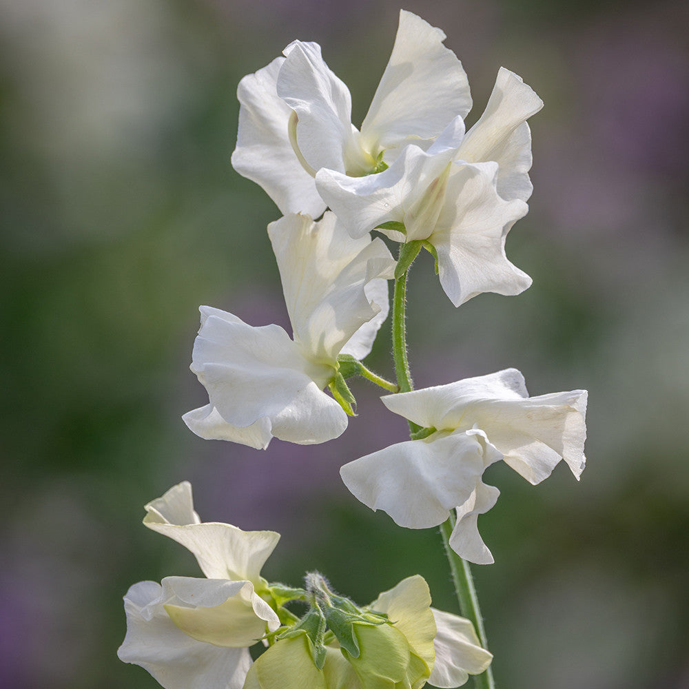 Sarah Raven Seeds Duftwicke Kippen Cream Samen 25 Samen creme