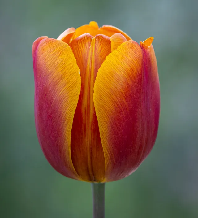 Sarah Raven Bulbs Tulpe Bronze Perfection 10 Tulpenzwiebeln bronze