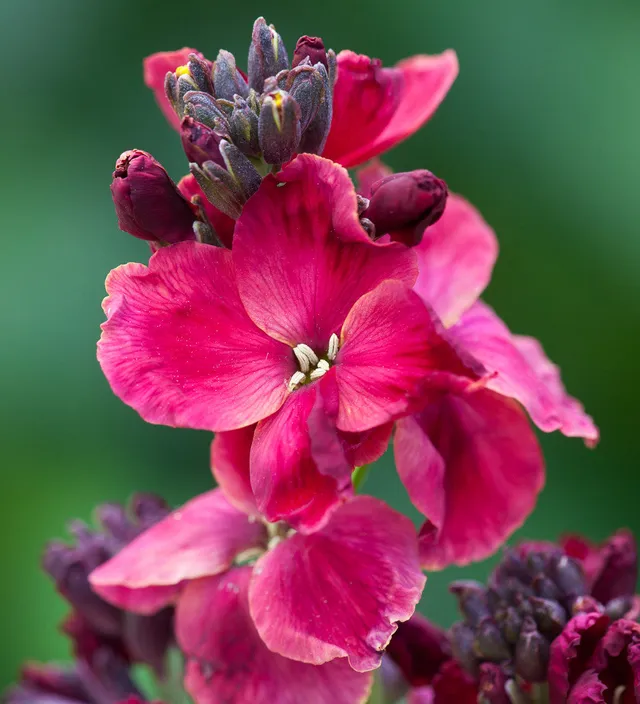 Sarah Raven Plants Wallflower Ruby Gem 3x 9cm Topf Frühblüher