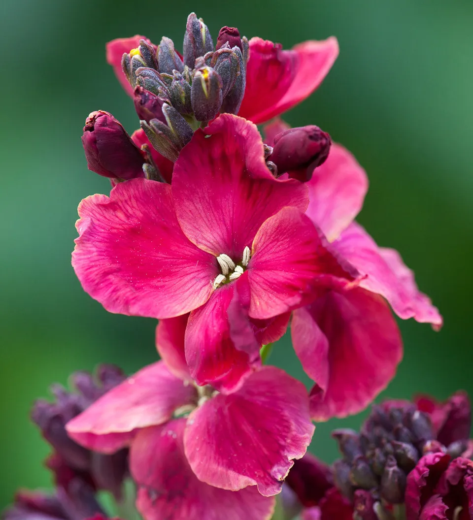 Sarah Raven Plants Wallflower Ruby Gem 3x 9cm Topf Frühblüher