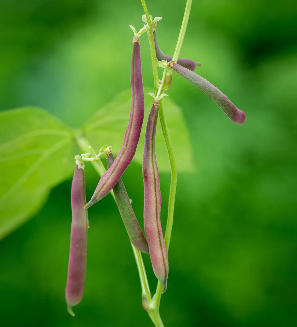 Sarah Raven Seeds Dwarf French Bean Red Swan Bohnensamen 100 Samen rot