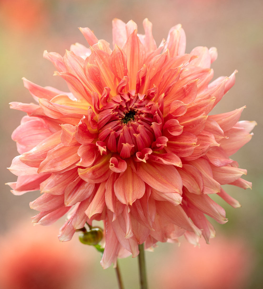 Sarah Raven Rajasthan Dahlien Kollektion 5 Knollen großblütig