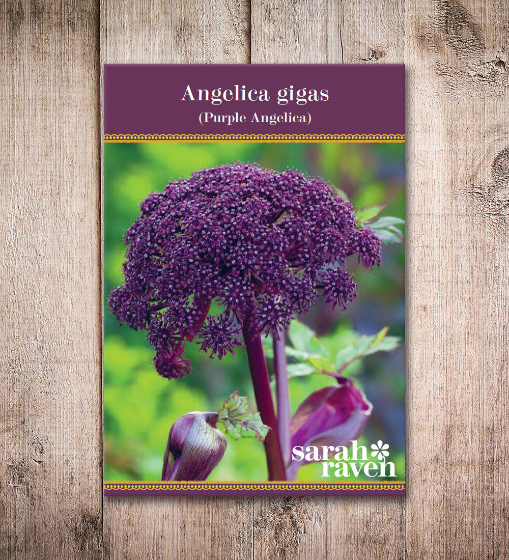 Sarah Raven Plants Engelwurz Angelica gigas Samen 20 Samen rot