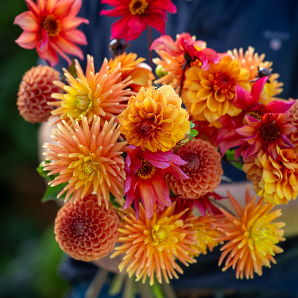 Sarah Raven Bulbs Twist of Orange Dahlia Dahlien 4 Knollen orange