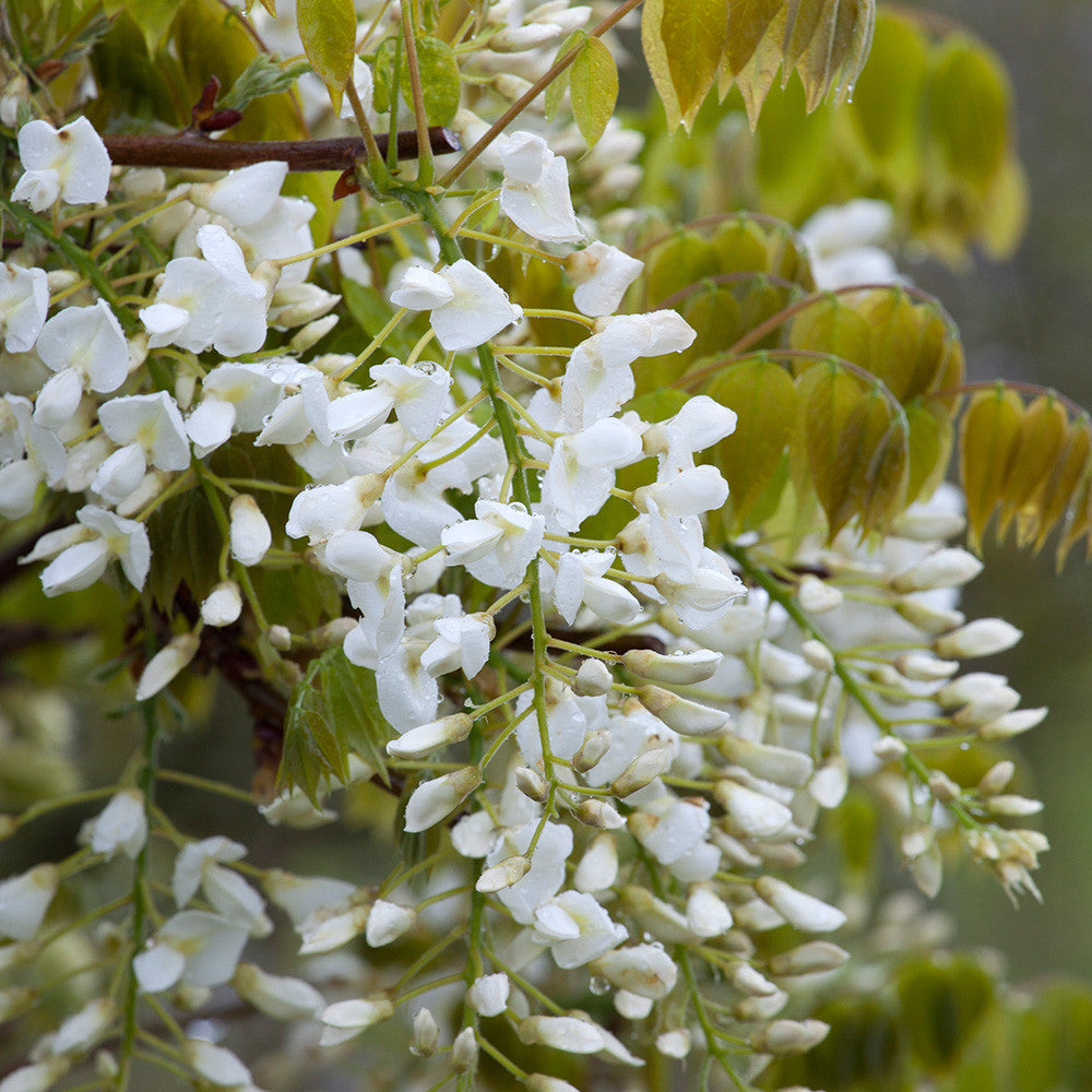 Sarah Raven Plants Wisteria Shiro-kapitan Blauregen 3L weiß