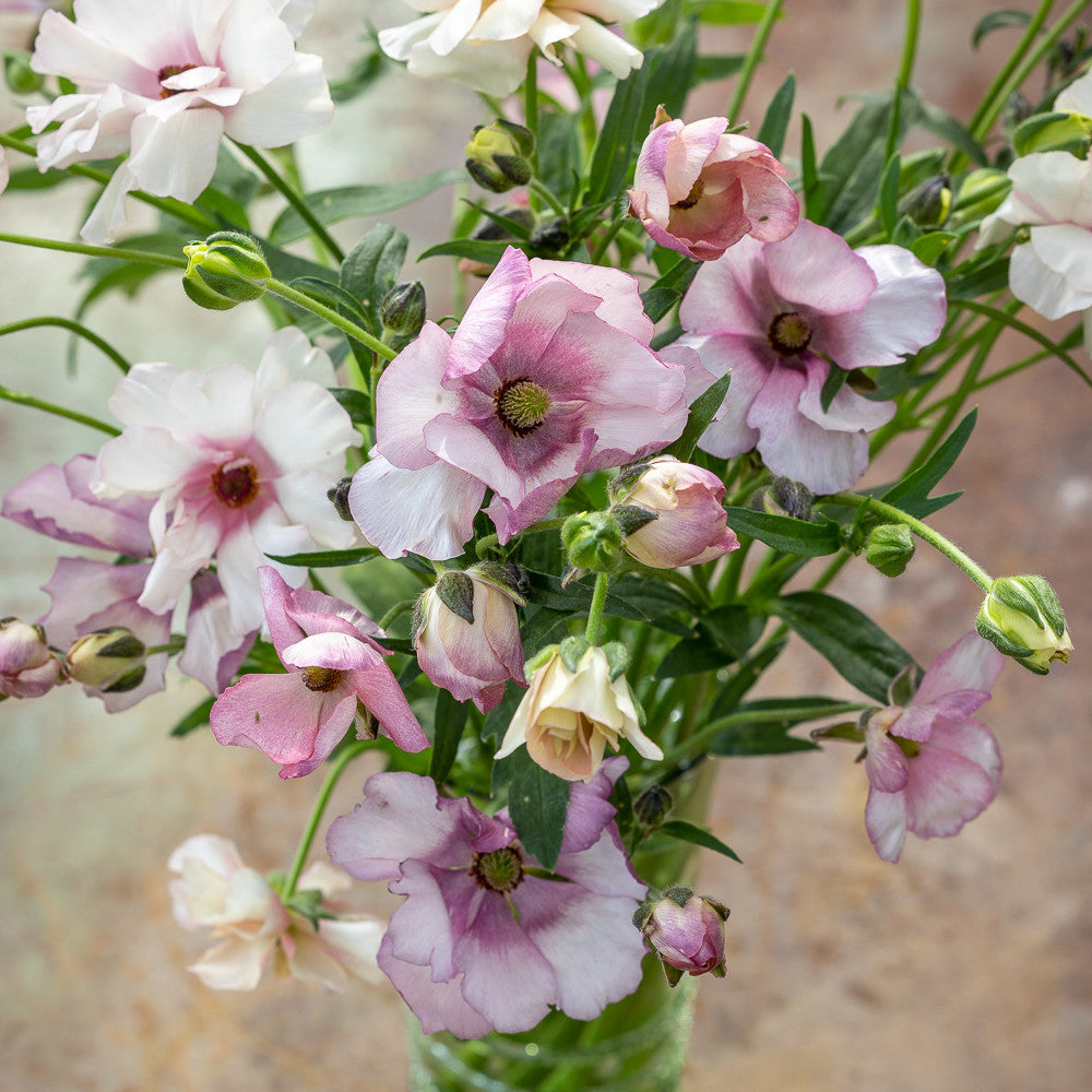 Sarah Raven Bulbs Ranunculus Butterfly Lycia Knollen 3 Stück weiß