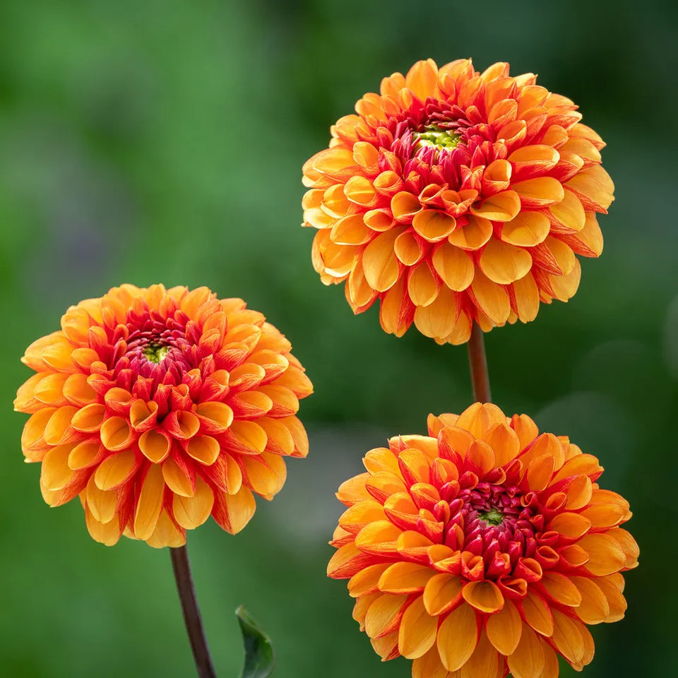 Sarah Raven Bulbs Dahlie American Sunset Knolle Orange 1 Knolle
