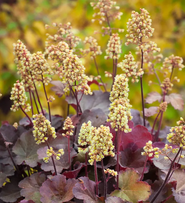 Sarah Raven Plants Heuchera Little Cutie Blondie Pflanze 3x 9cm Topf