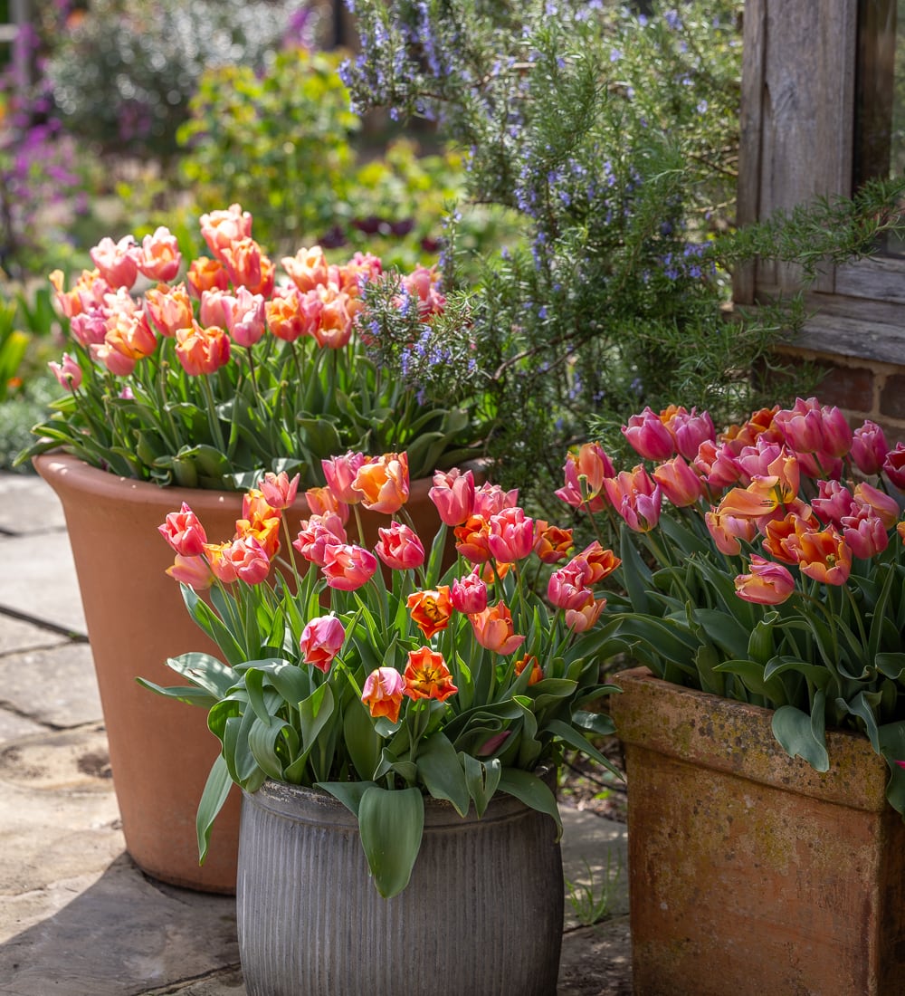 Sarah Raven Bulbs Muted Brights Tulpen Tulpenzwiebeln 30 Zwiebeln Topf
