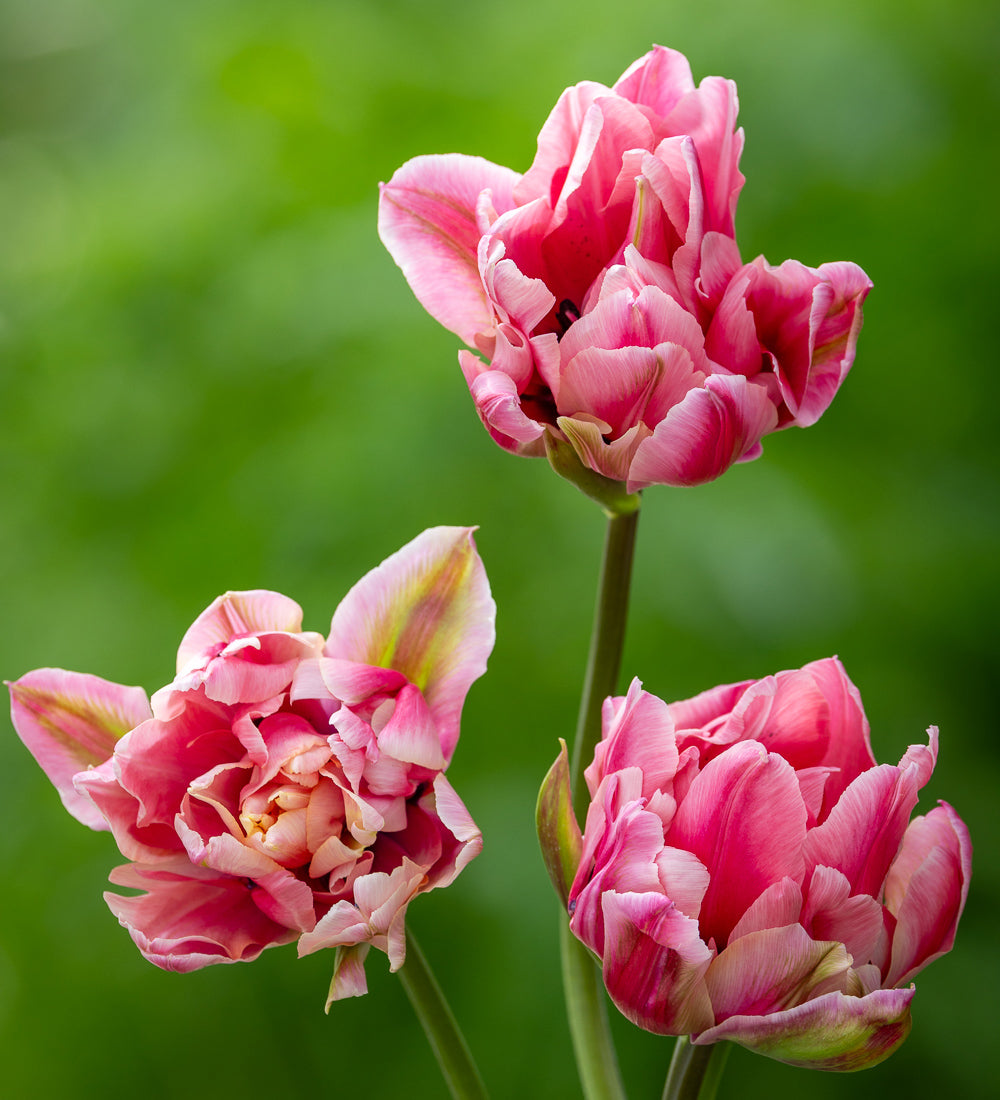 Sarah Raven Bulbs Tulip Love Whisper Tulpenzwiebeln 10 Zwiebeln weiß