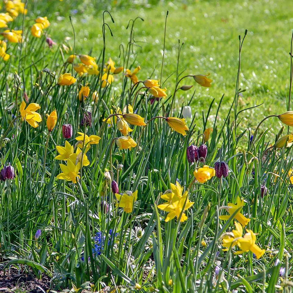 Sarah Raven Bulbs Gouda Gardenscape Mix Blumenzwiebeln 250 Stück winterhart