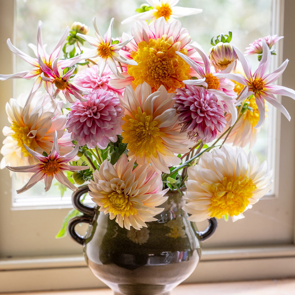 Sarah Raven Paris Dahlia Collection Knollen 3 Knollen gelb