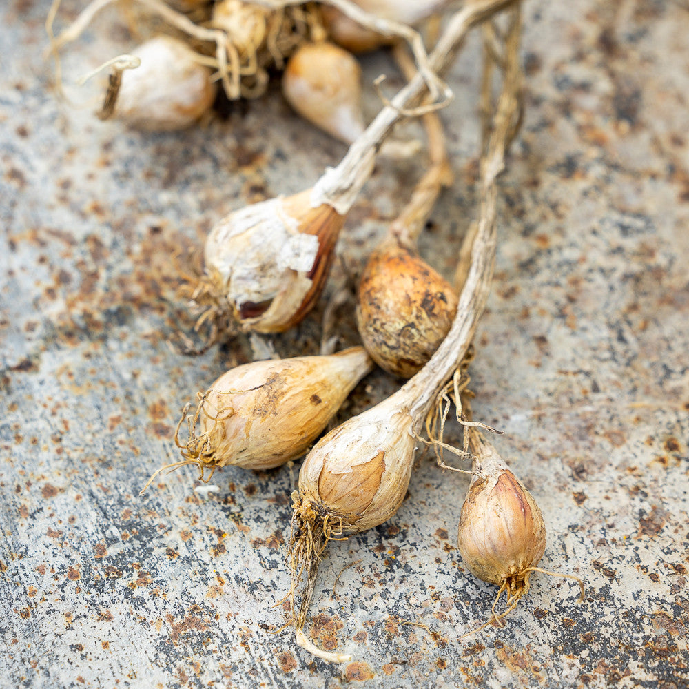 Sarah Raven Bulbs Shallot Griselle Steckzwiebeln 10 Stück süß