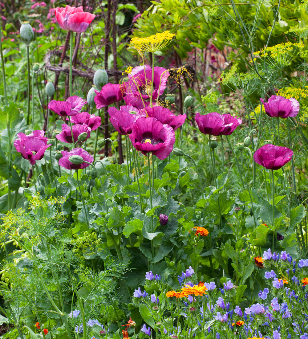 Sarah Raven Seeds Papaver Dark Plum Mohn Samen 100 Samen Pflaume