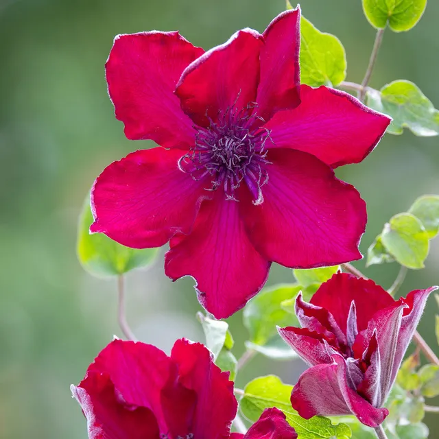 Sarah Raven Plants Clematis Nubia Kletterpflanze 3-Liter-Topf