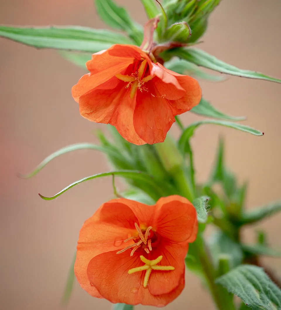 Sarah Raven Seeds Oenothera versicolor Sunset Boulevard Samen 100 Samen