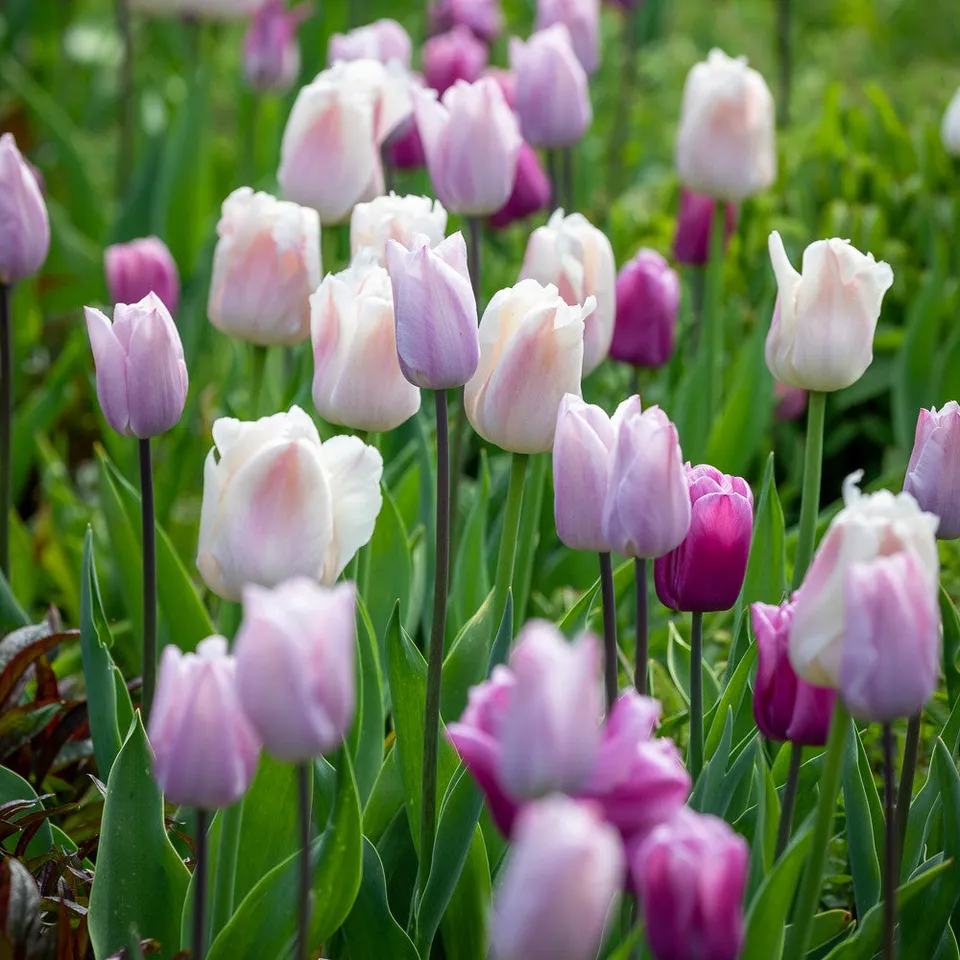Sarah Raven Bulbs Soft Tulip Colour Splash Mix 75 Blumenzwiebeln pastell