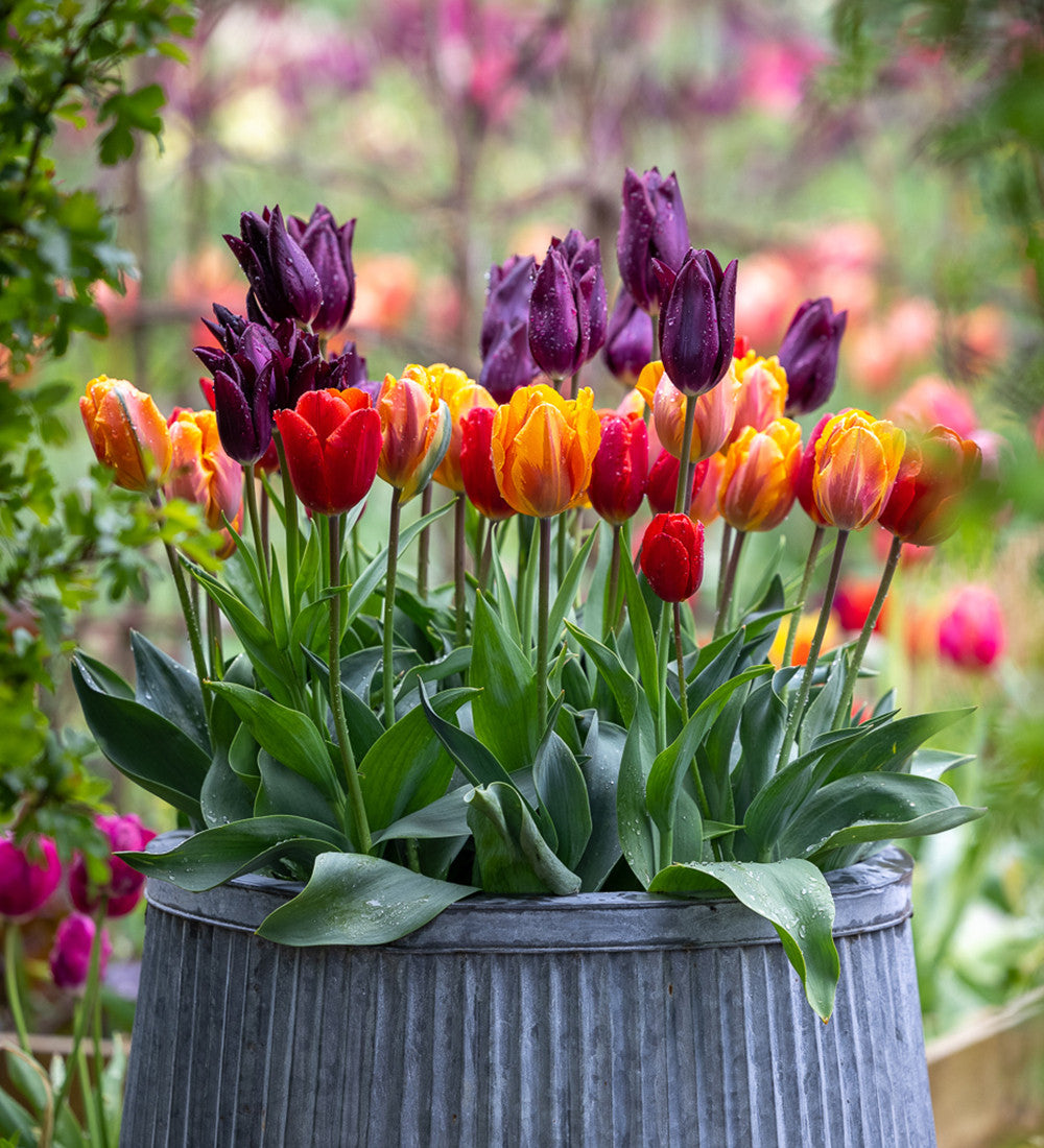 Sarah Raven Venetian Tulip Collection Tulpenzwiebeln 30 Stück April-Mai