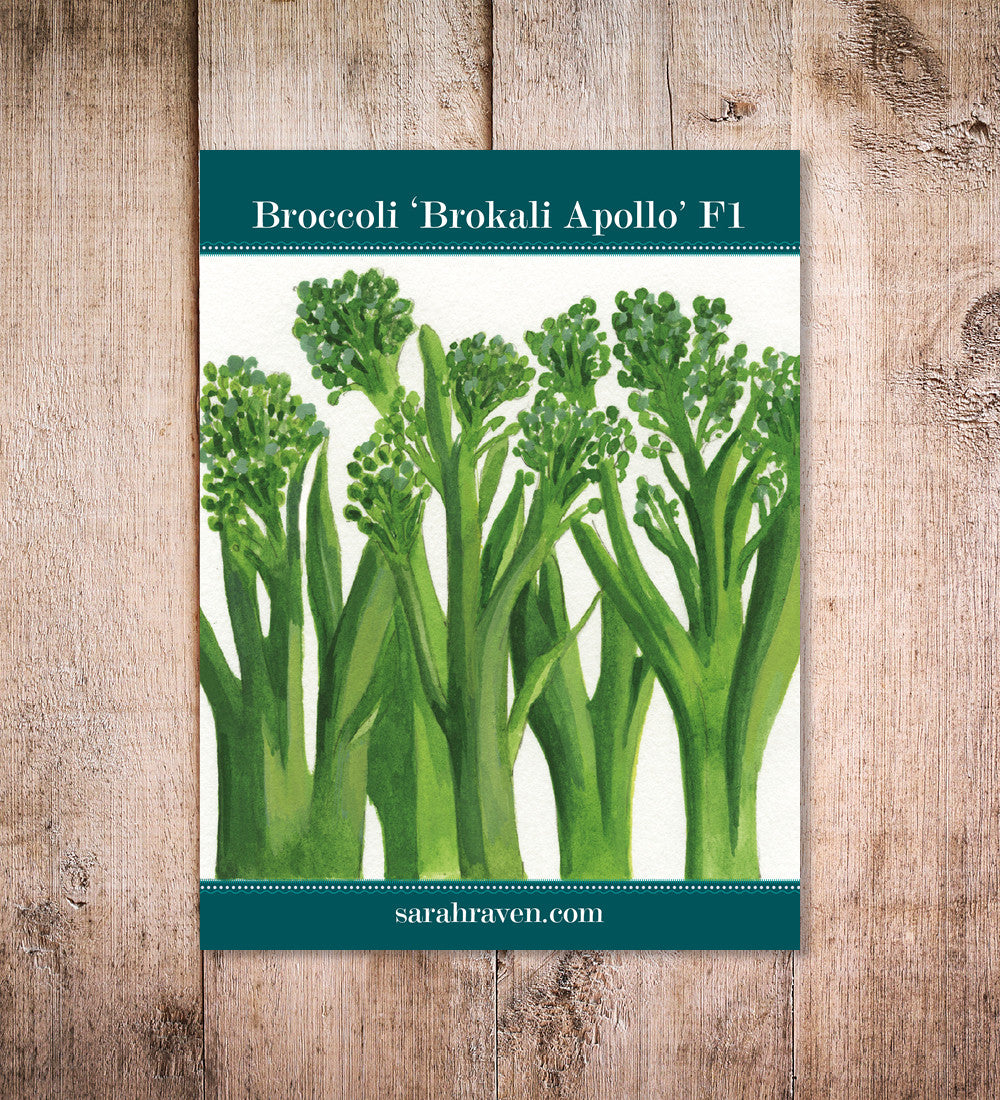 Sarah Raven Seeds Brokkoli Brokali Apollo F1 Samen 25 Samen süss