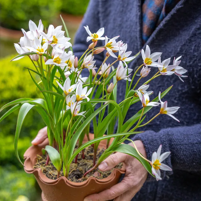 Sarah Raven Tulip cretica Hilde Blumenzwiebeln 10 Stück winterhart
