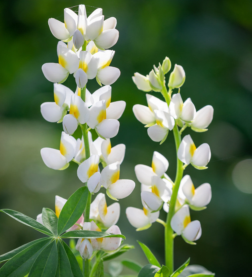 Sarah Raven Seeds Lupinus White Javelin Samen 30 Stück Duft