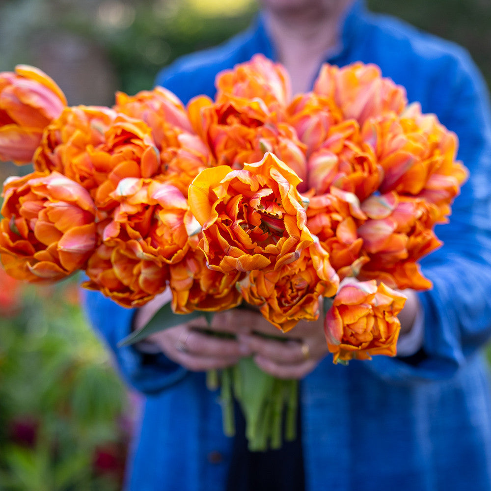 Sarah Raven Tulip Orange Princess Tulpe Gefüllt 10 Zwiebeln