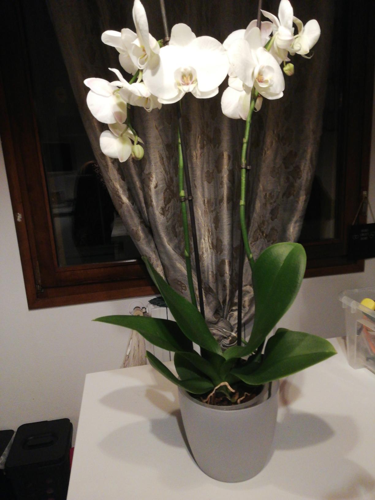 elho Brussels Orchideentopf 12,5 cm Transparent für innen