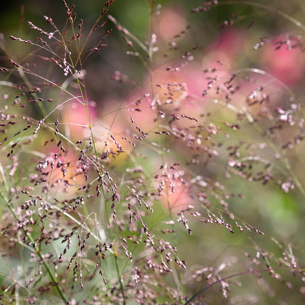 Sarah Raven Panicum Sparkling Fountain Samen 25 Stück Ziergras