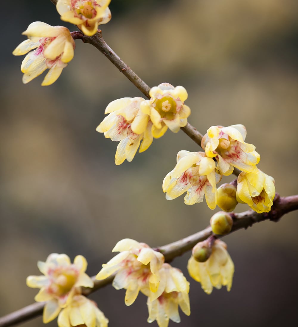 Sarah Raven Plants Chimonanthus praecox Strauch 2L duftend