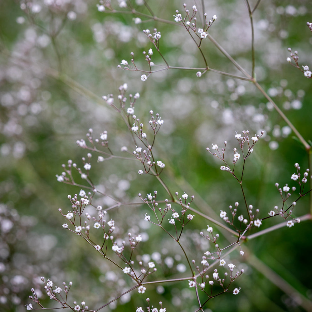 Sarah Raven Seeds Gypsophila Single White Schleierkraut Samen 1000 Samen
