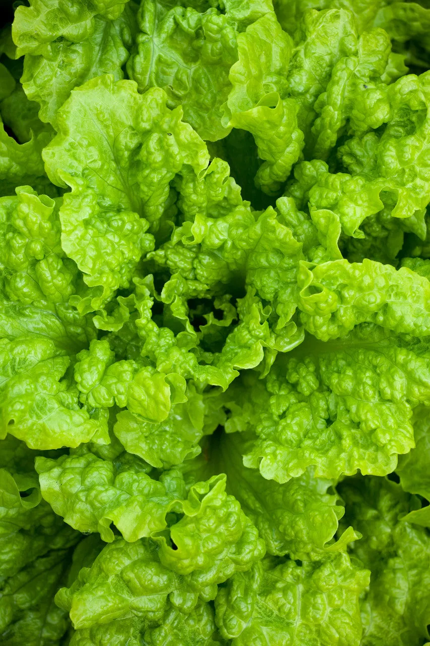 Sarah Raven Salat Black Seeded Simpson Samen 500 Stück