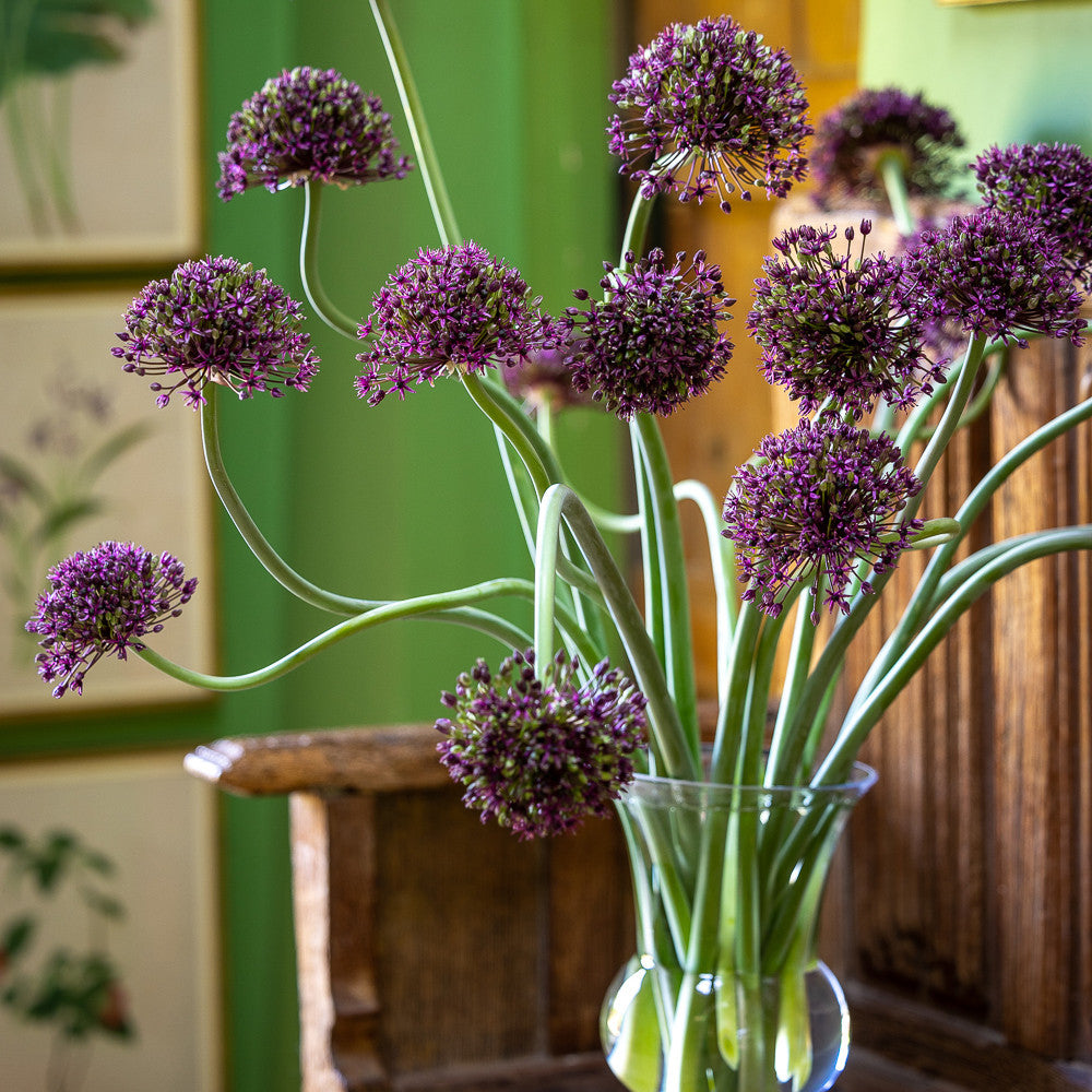 Sarah Raven Allium schubertii Magic Blumenzwiebeln 3 Stück