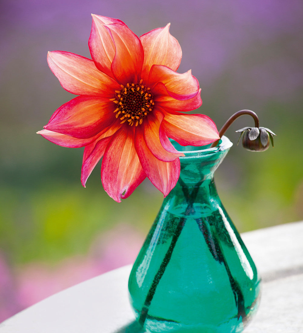 Sarah Raven Bulbs Dahlia Waltzing Mathilda Knolle 1 Knolle pfirsich