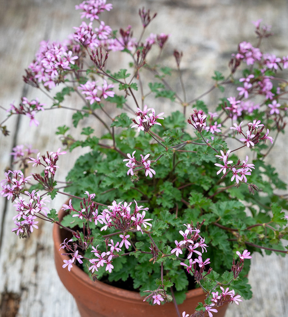 Sarah Raven Plants Pelargonie Deerwood Lavender Lass 3x9cm