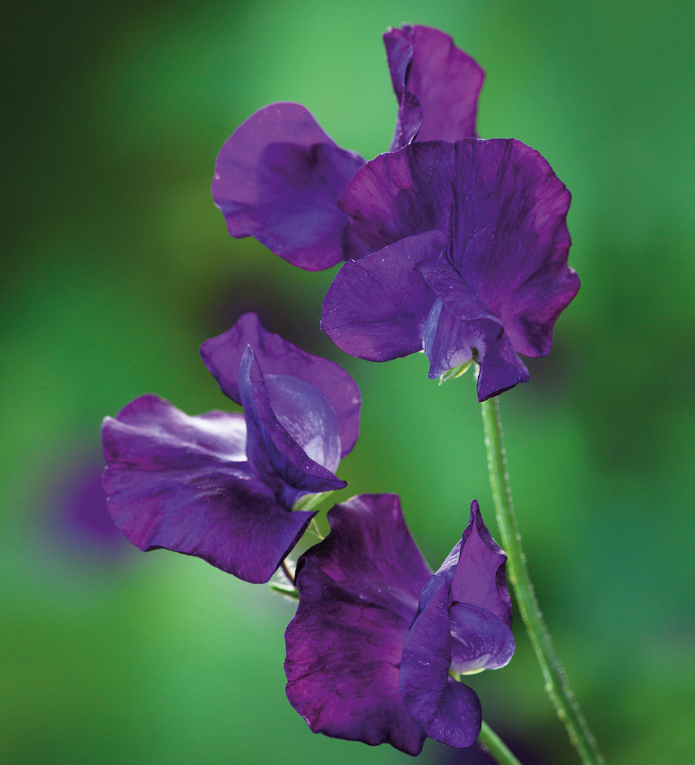 Sarah Raven Sweet Pea Collection Wicken 5 Samen