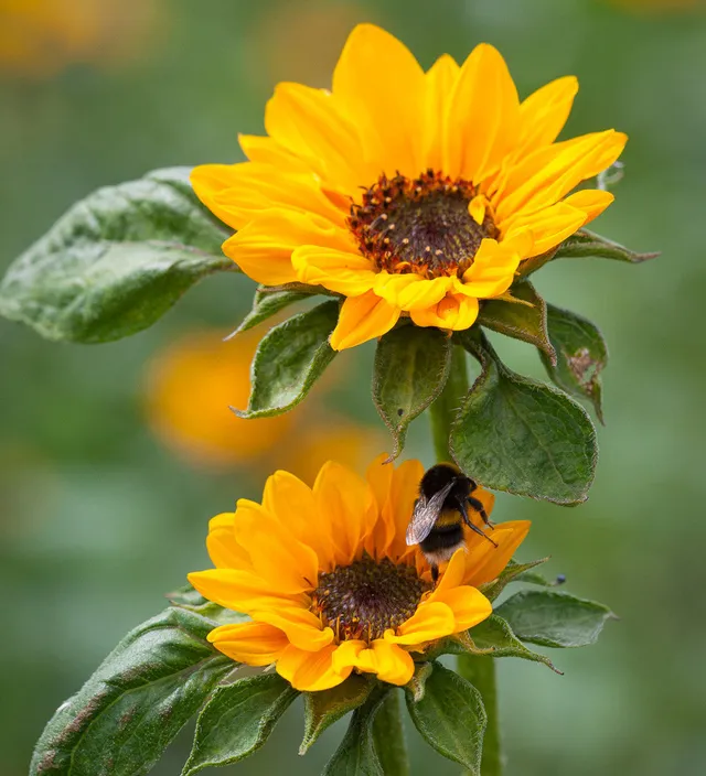 Sarah Raven Helianthus Sonja Sonnenblumen 50 Samen gelb