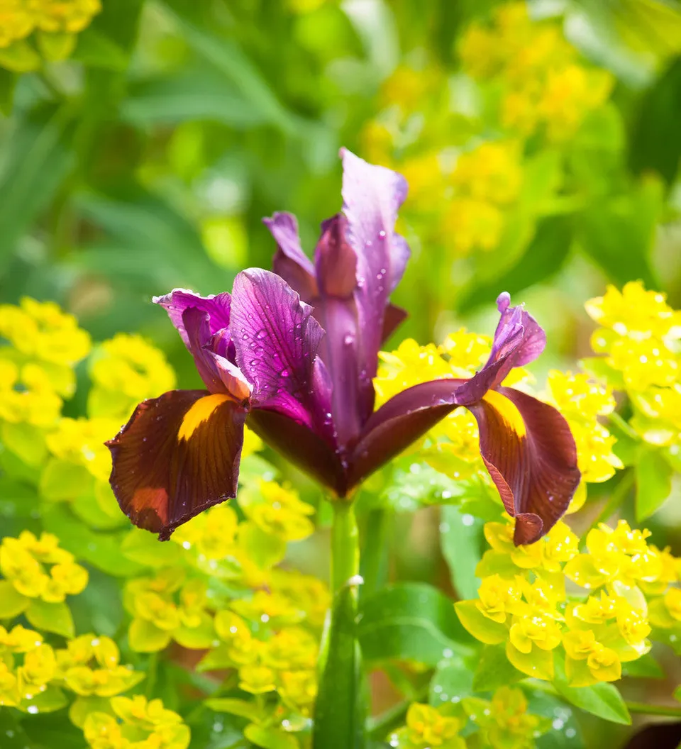 Sarah Raven Bulbs Iris Red Ember Blumenzwiebeln 25 Stück