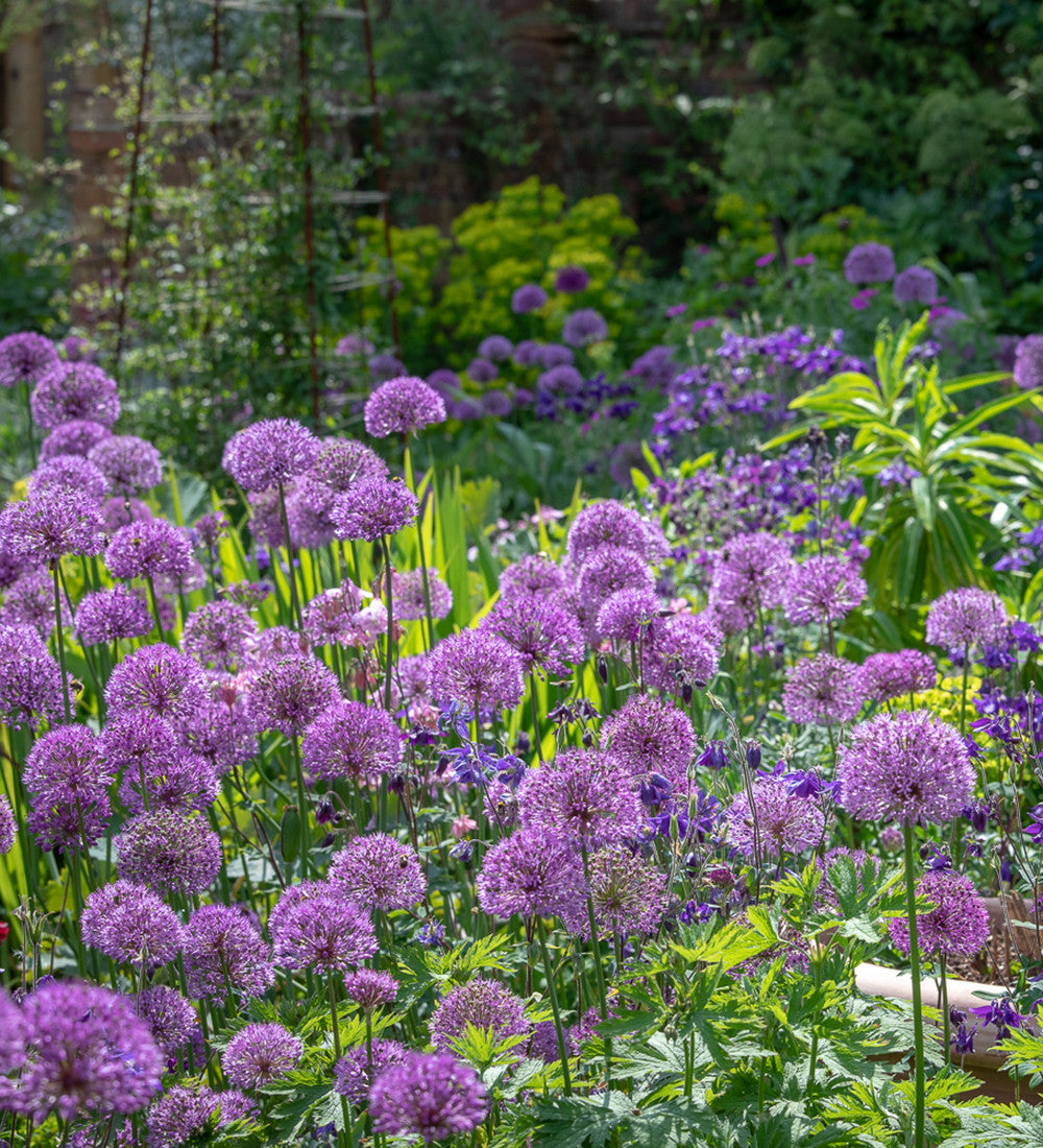 Sarah Raven Bulbs Zierlauch Collection Zwiebeln 30 Stk lila Mix