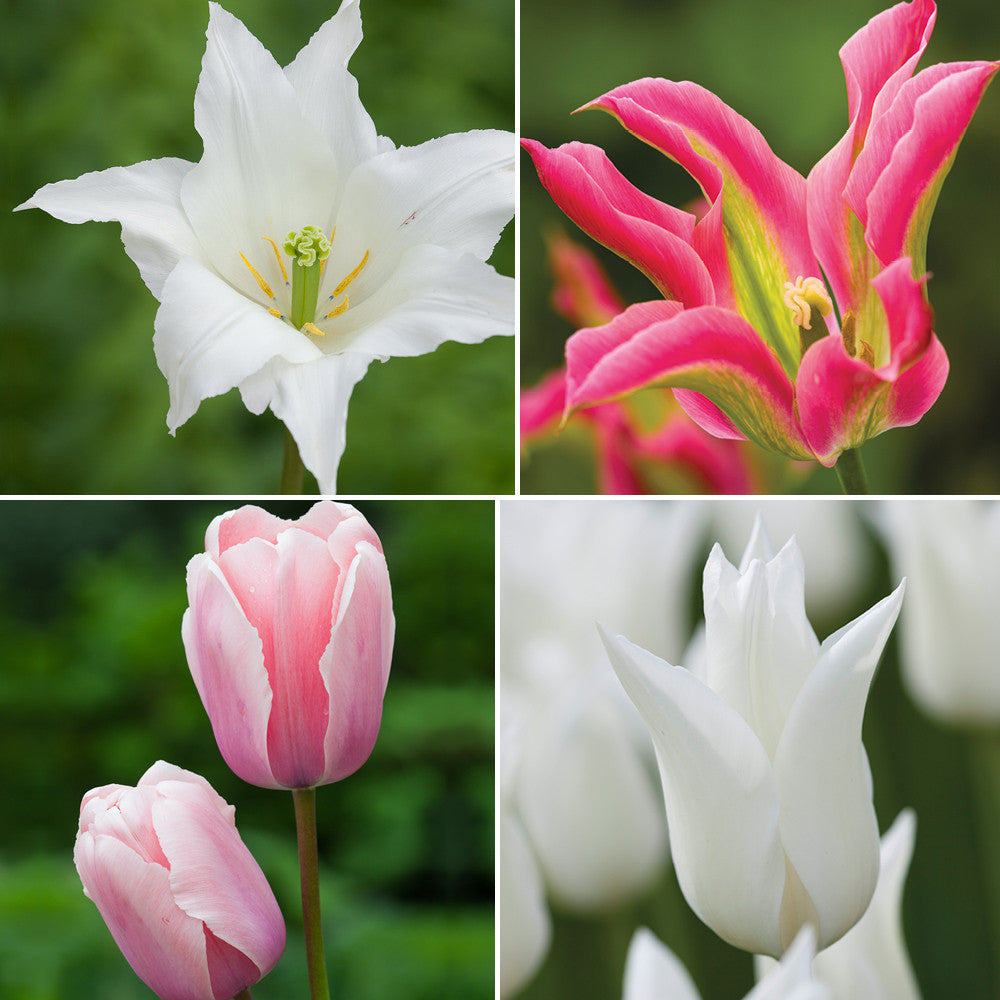 Sarah Raven Bulbs Tulips for Two Months Blumenzwiebeln 40 Zwiebeln Mix