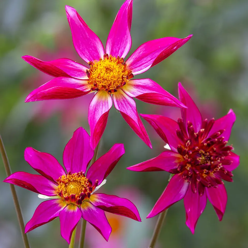 Sarah Raven Dahlia Pink Starfish Dahlienknolle 1 Knolle pink