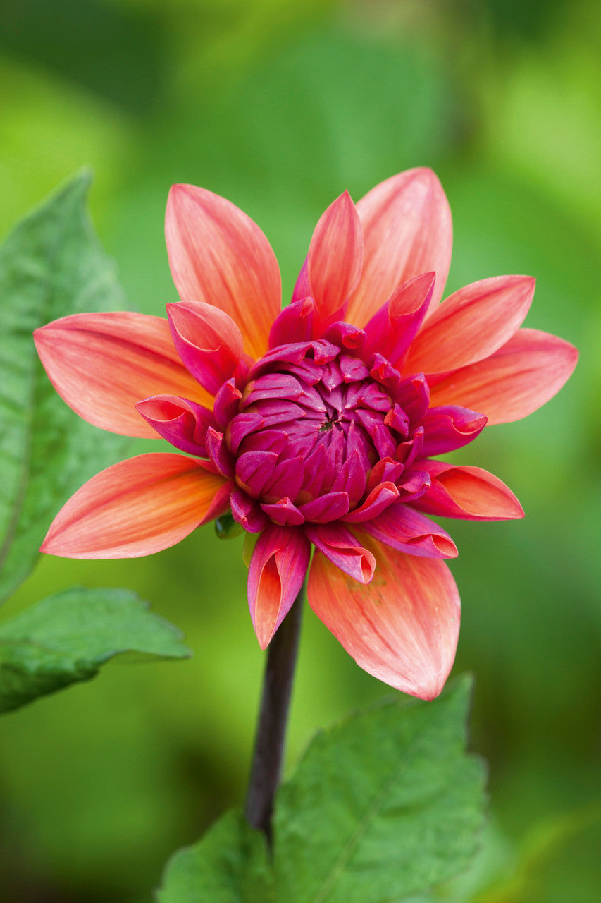 Sarah Raven Bulbs Dahlia American Dawn Knolle 1 Koralle Beetdahlie