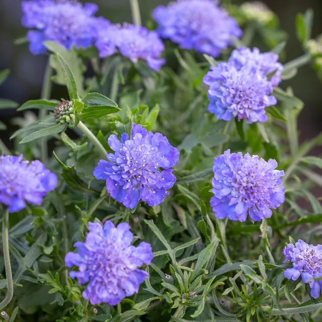 Sarah Raven Plants Scabiosa Kudo Blue Pflanze 3x 9cm Topf