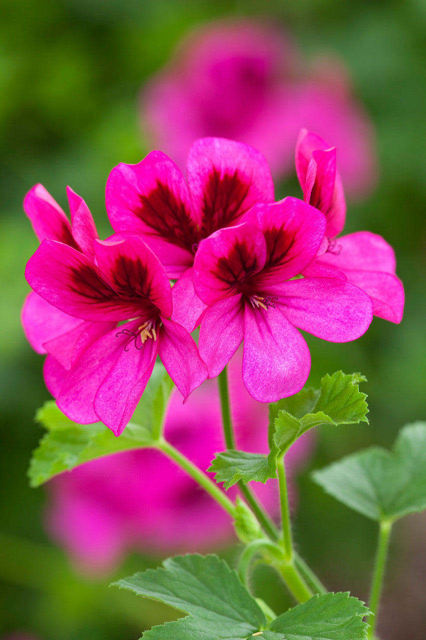 Sarah Raven Plants Pelargonie Ashby 3x 9cm Pink Essbar