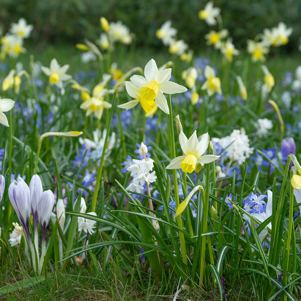 Sarah Raven Leiden Gardenscape Mix 300 Blumenzwiebeln
