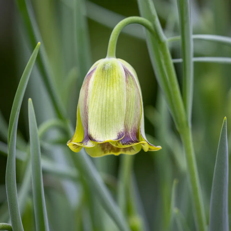 Sarah Raven Bulbs Fritillaria acmopetala Blumenzwiebeln 10 Stück Topf