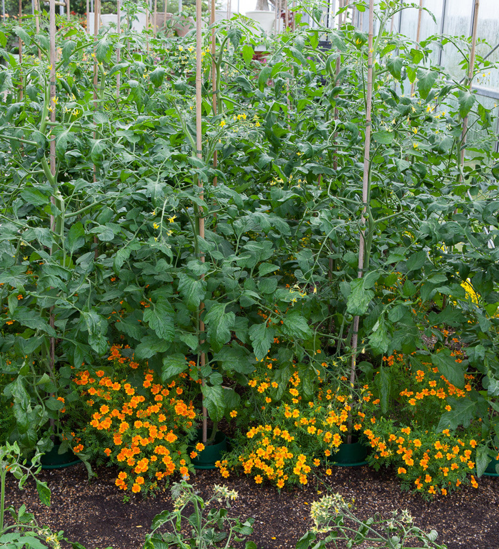 Sarah Raven Tagetes Tangerine Gem Blumensamen 250 Samen