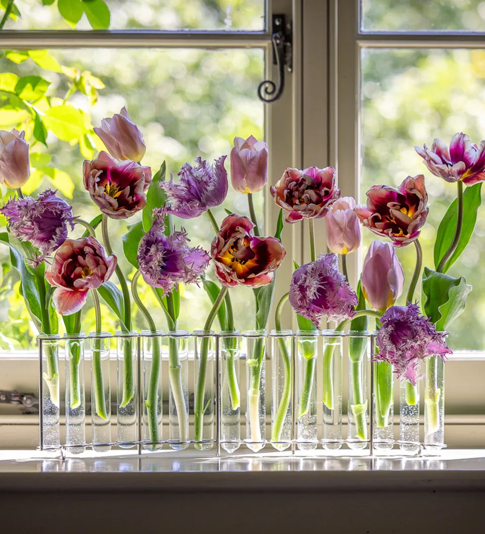 Sarah Raven Indoor Firework Tulpenzwiebeln 30 Stück geflammt