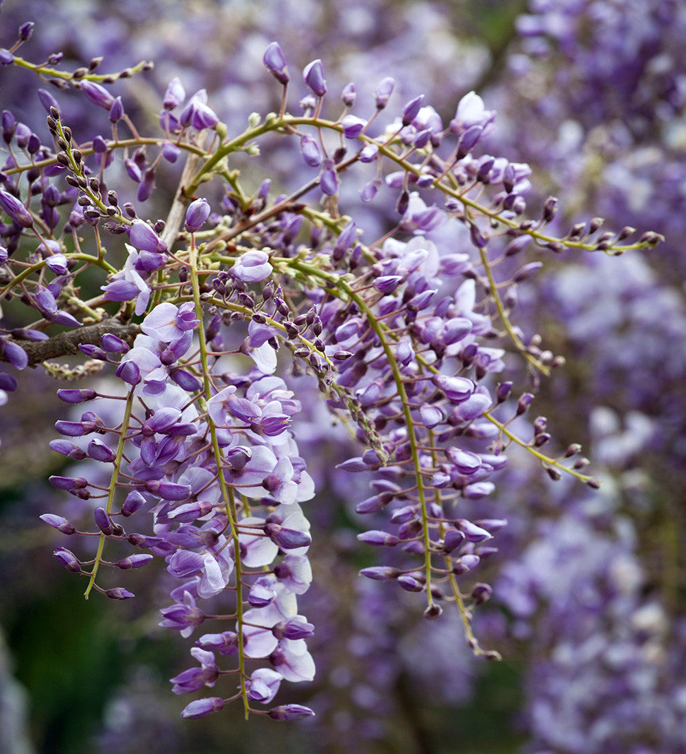 Sarah Raven Plants Blauregen Amethyst Kletterpflanze 2L Duft